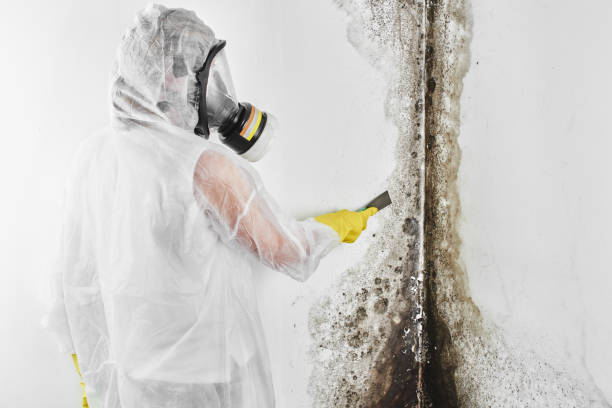 Best Mold Testing  in Woodville, CA