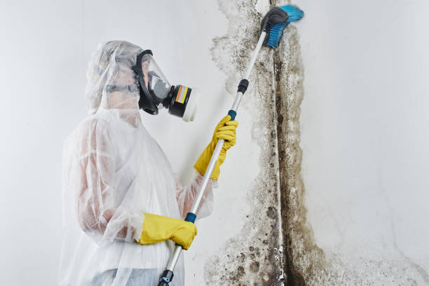 Best Commercial Mold Removal  in Woodville, CA