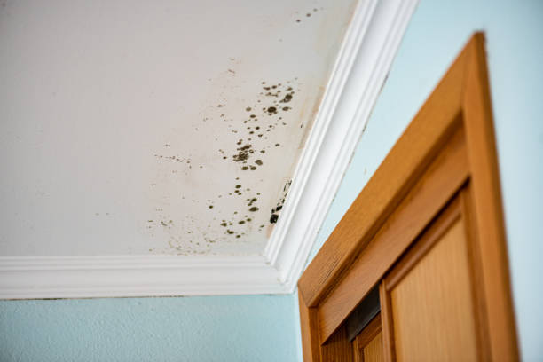 Best Mold Testing and Removal  in Woodville, CA