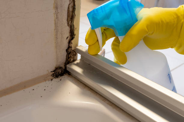 Best Affordable Mold Removal  in Woodville, CA