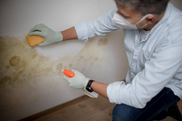 Mold Testing and Removal in Woodville, CA