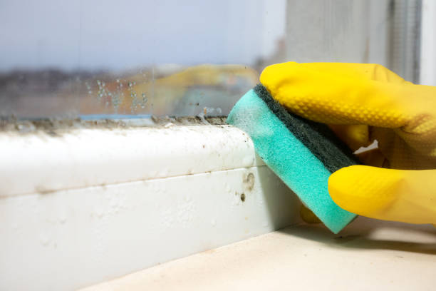Best Mold Testing  in Woodville, CA