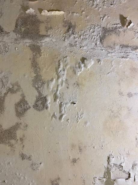 Best Local Mold Removal Service  in Woodville, CA