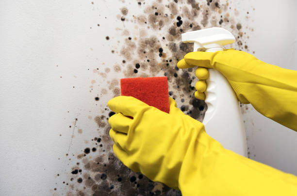 Best Professional Mold Removal  in Woodville, CA