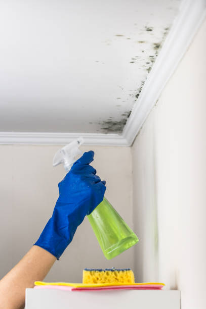Best Certified Mold Removal  in Woodville, CA
