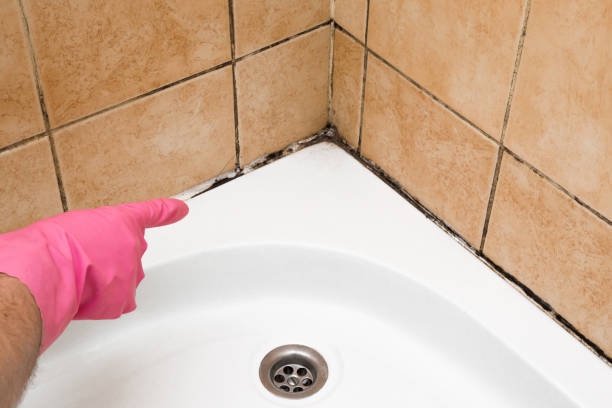 Best Same-Day Mold Removal  in Woodville, CA