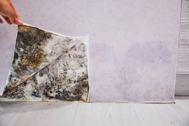 Best Mold Removal and Inspection  in Woodville, CA